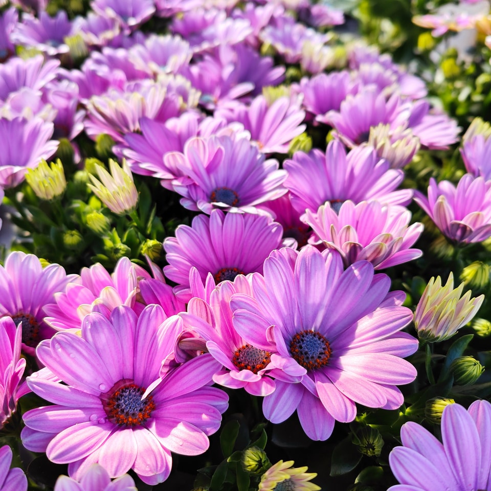 fleurs pepinieres godefroid