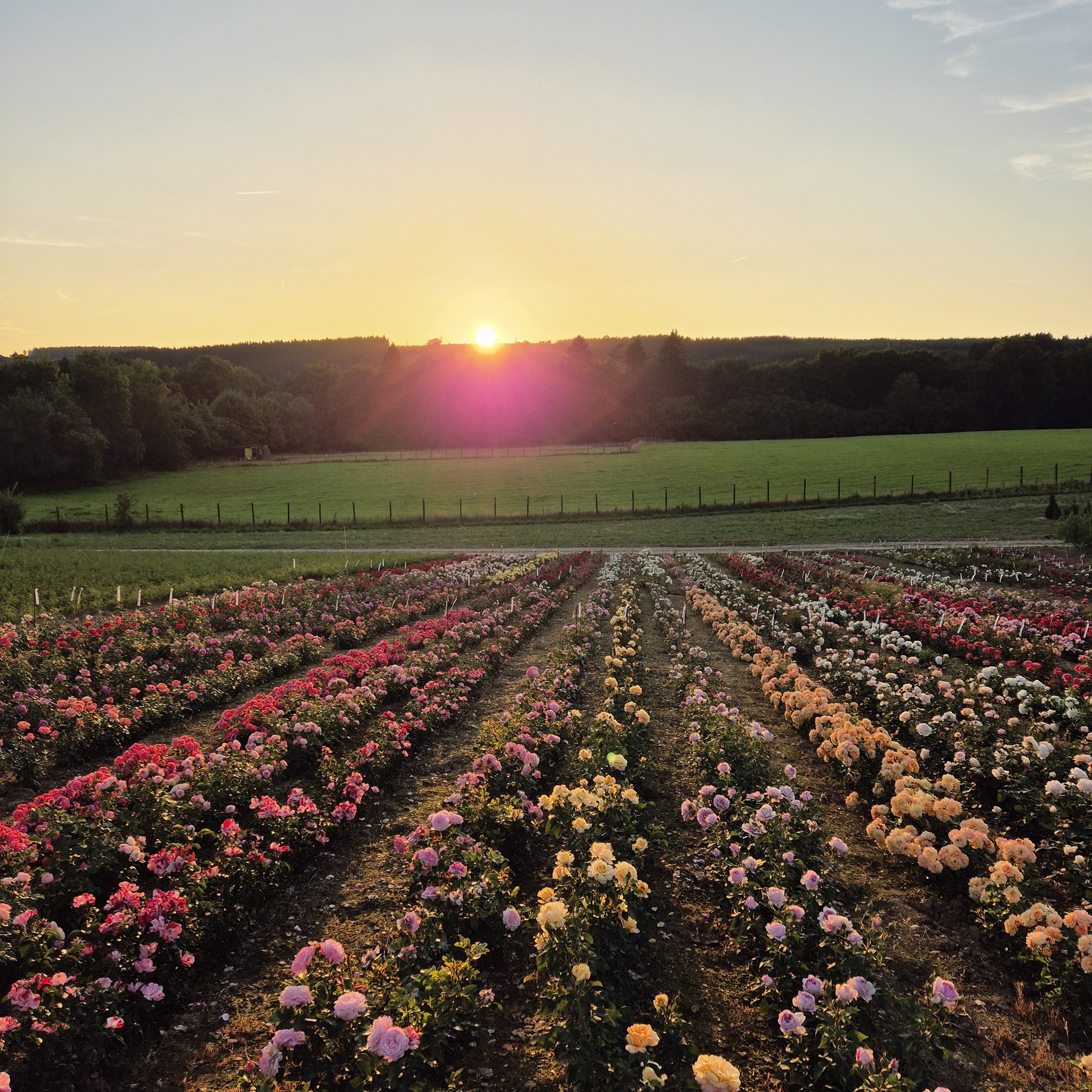 rosiers racines nues